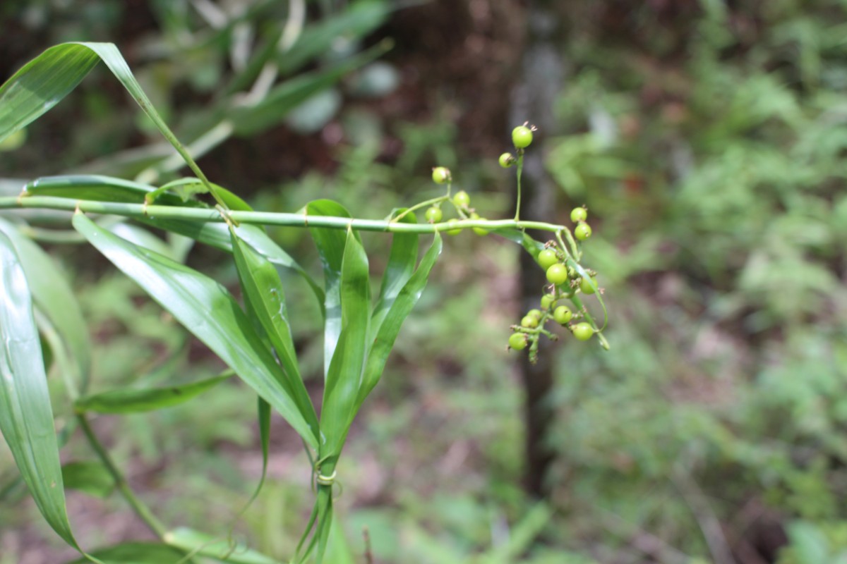 Flagellariaceae